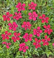 Dianthus Deltoides Brilliant Kaufen Einfach Online Bestellen