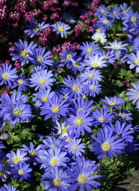 – kaufen? bestellen Einfach Gartencenter online Blue Anemone Koeman Blanda Shades